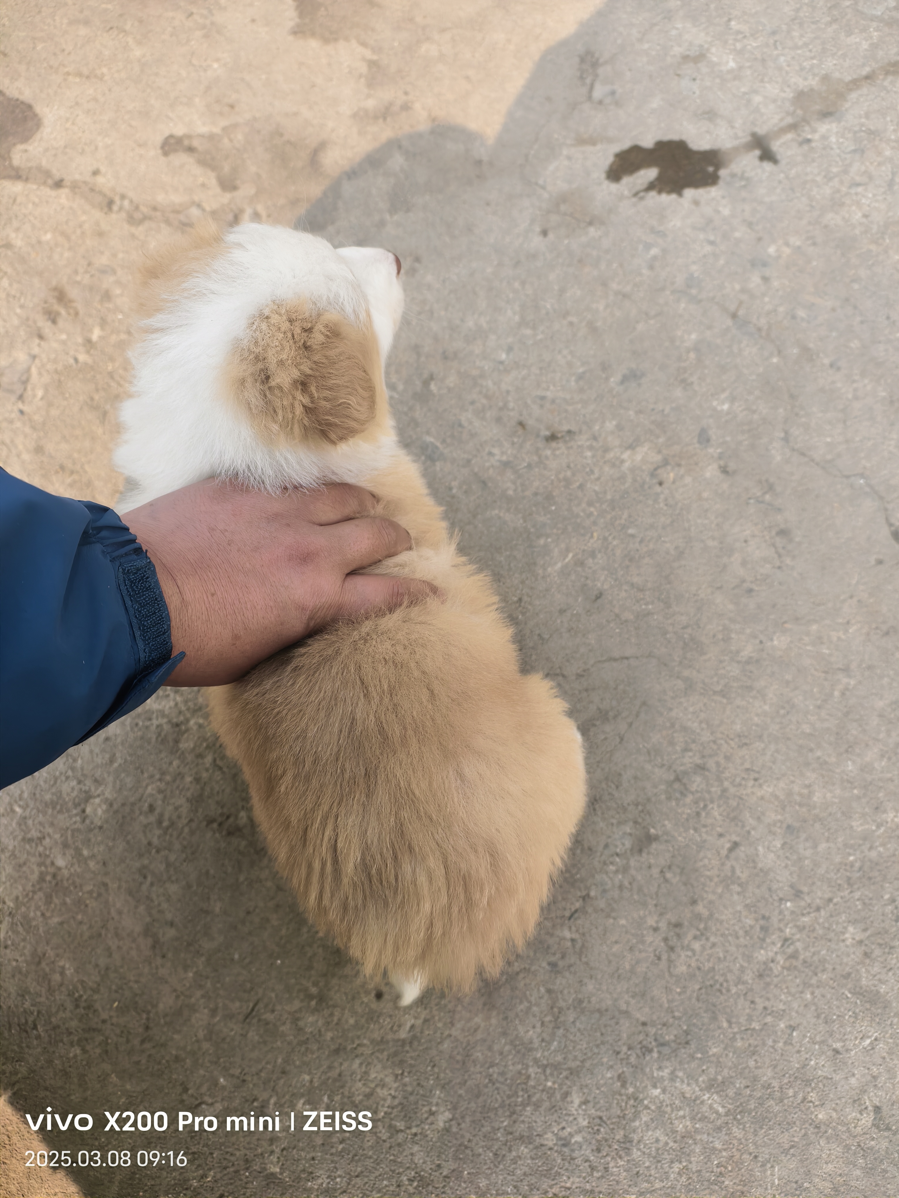 两公两母